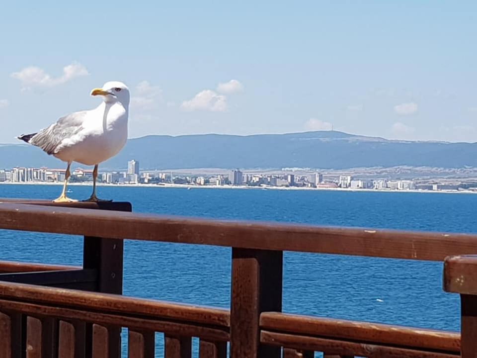 Villa Elea Nesebar Bagian luar foto